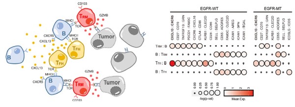 그림2) 왼쪽- 종양환경 내 TFH-B-TRM 림프구 협력체 모식도, 오른쪽- EGFR 돌연변이와 EGFR 야생형 폐암에서의 면역세포 상호작용 분석